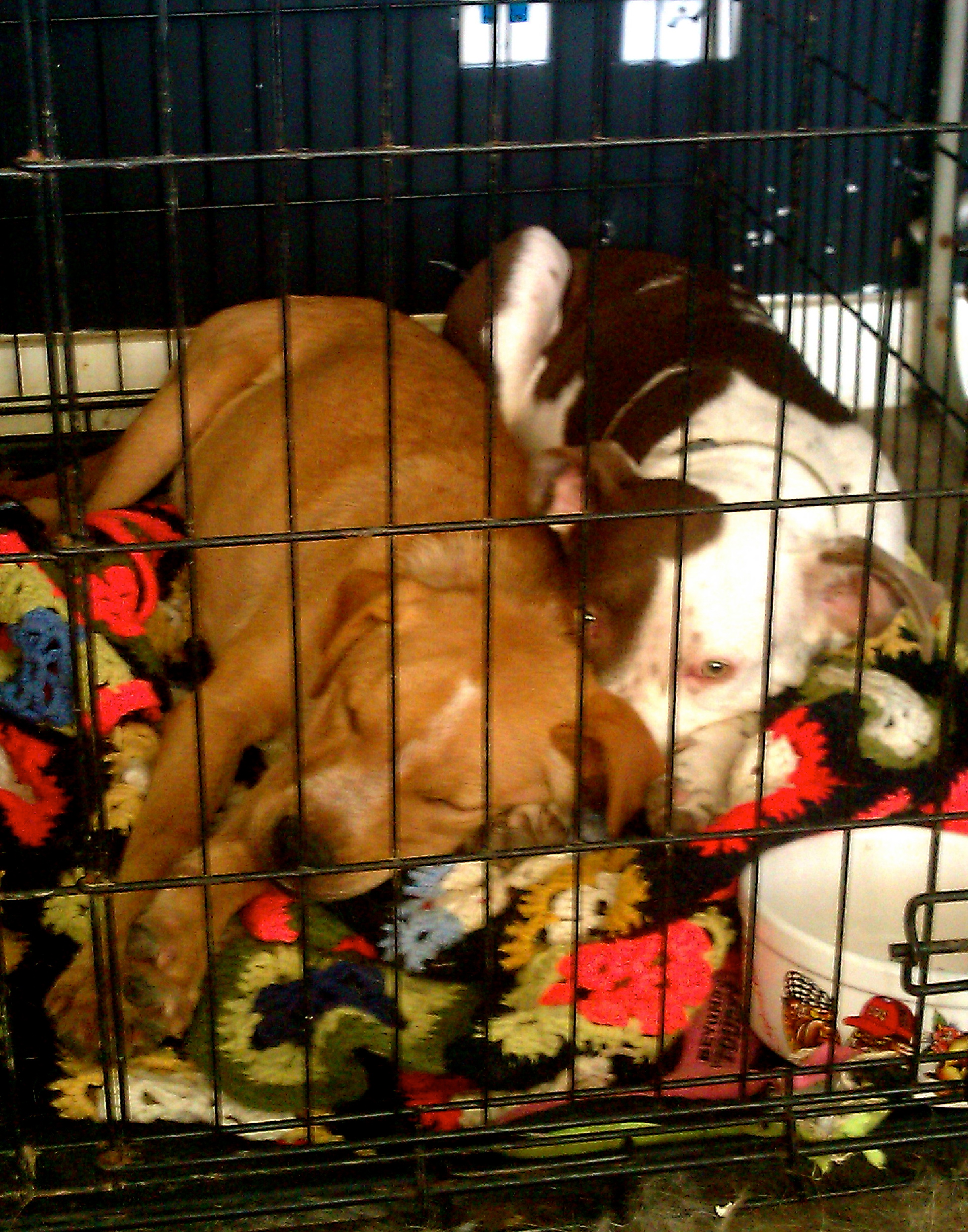 How Long Can a Dog Stay in a Crate  : Effective Crate Time Guidelines
