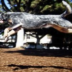 nova-the-australian-cattle-dog-1_70017_2013-02-15_w450
