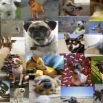 calendarcollage