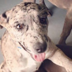 Web-JuneAdoptable2015